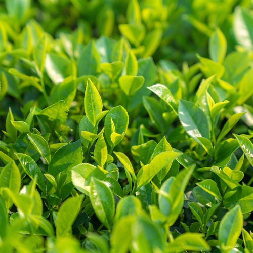 Green Tea Extract