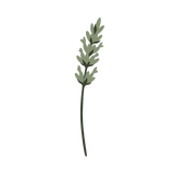 Four botanicals working through the night