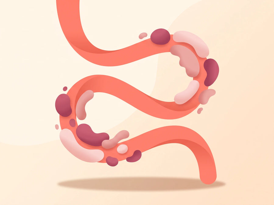 Fiber and blood sugar regulation diagram