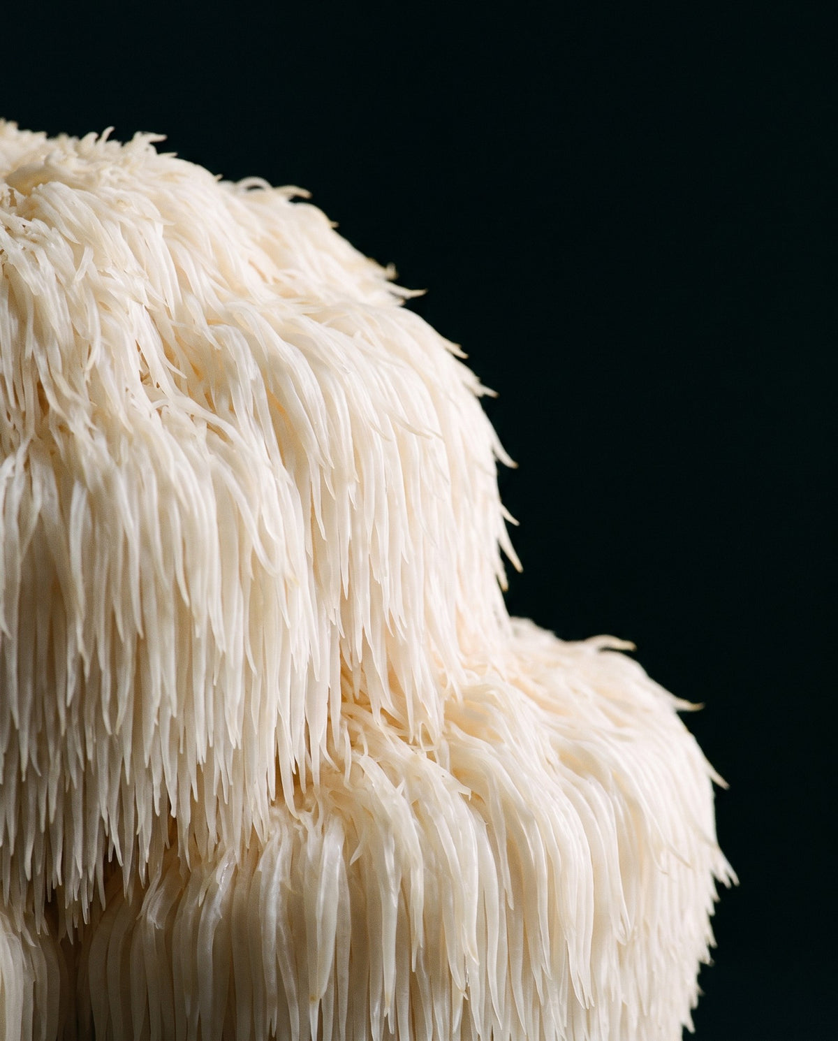 Lion's Mane mushroom texture