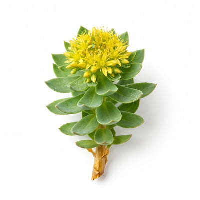 Rhodiola Rosea