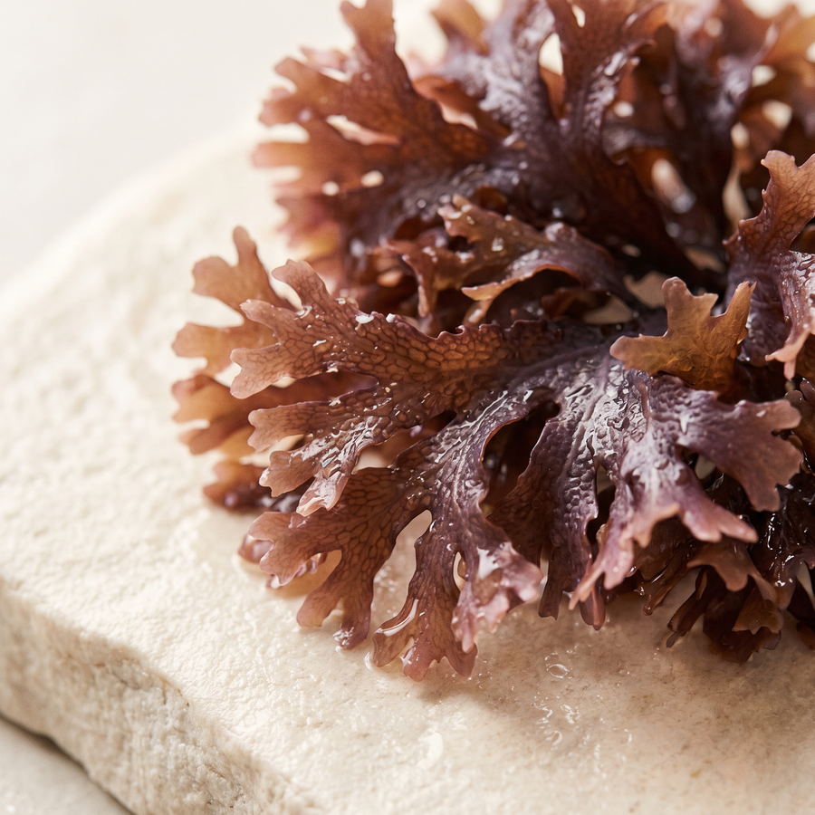 Vitasy Sea Moss Gummies v4 ingredient seamoss