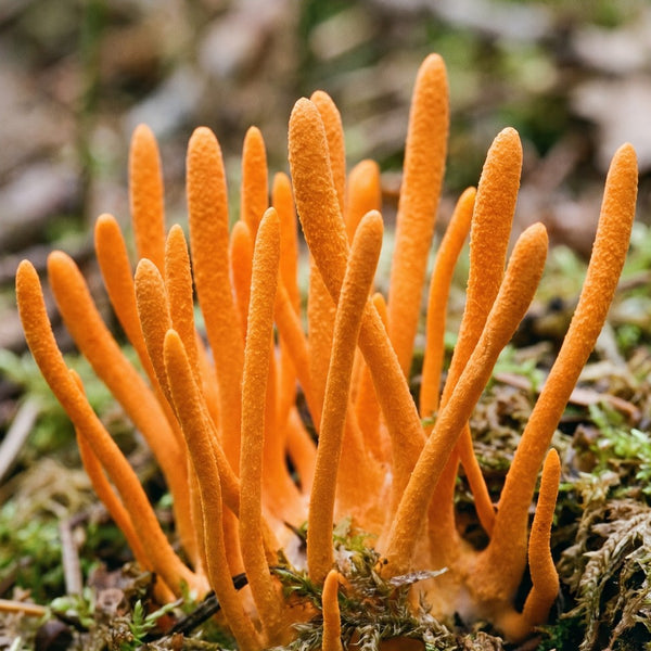 Cordyceps extract · 2mg