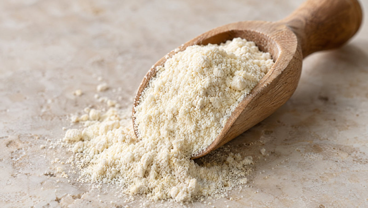 Close-up of colostrum powder in a scoop