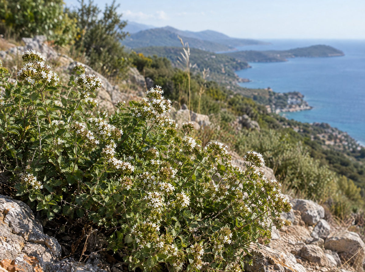 Wild oregano on a sunny Mediterranean hillside