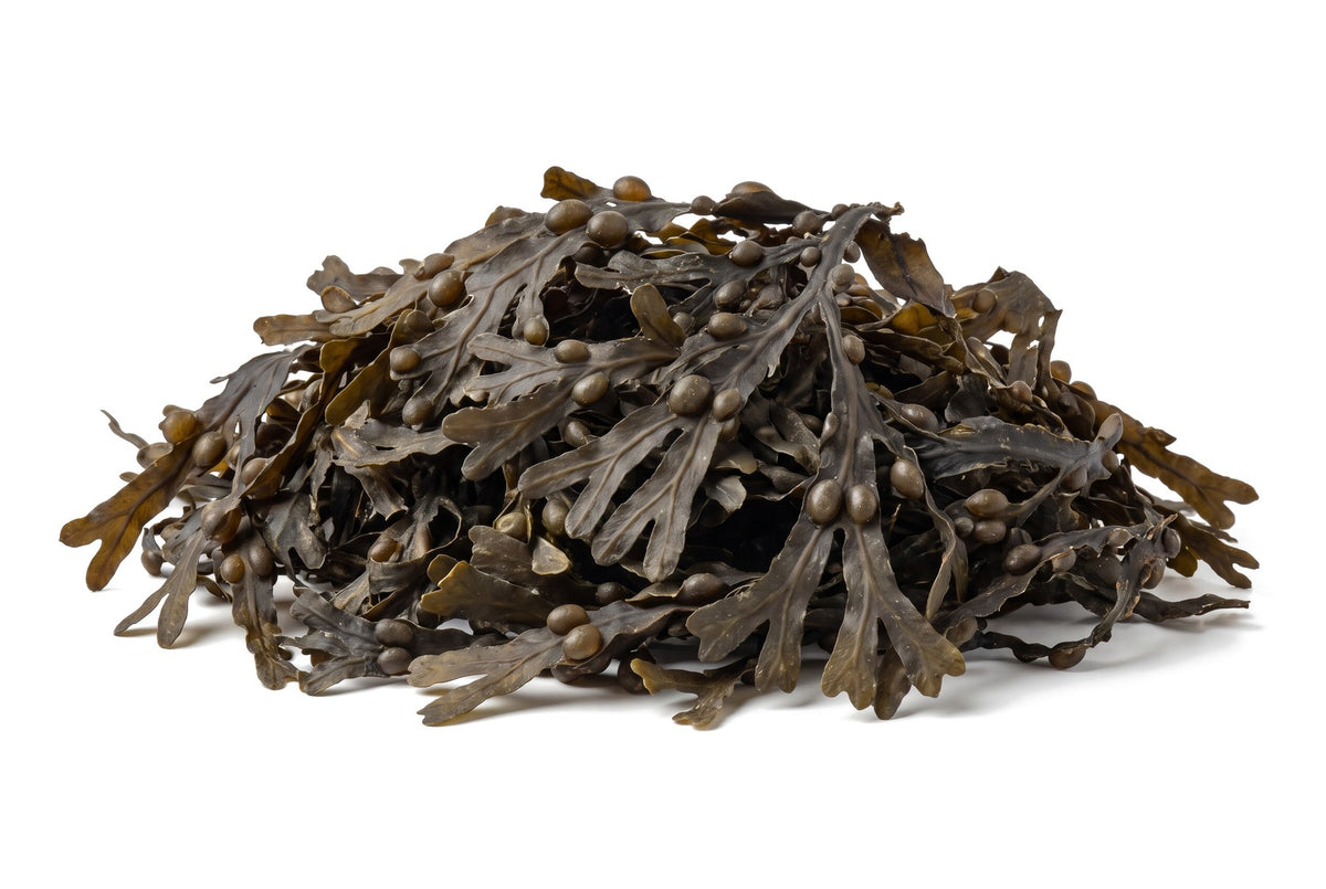 Bladderwrack