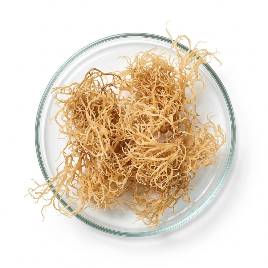 Dried Irish sea moss in a glass dish