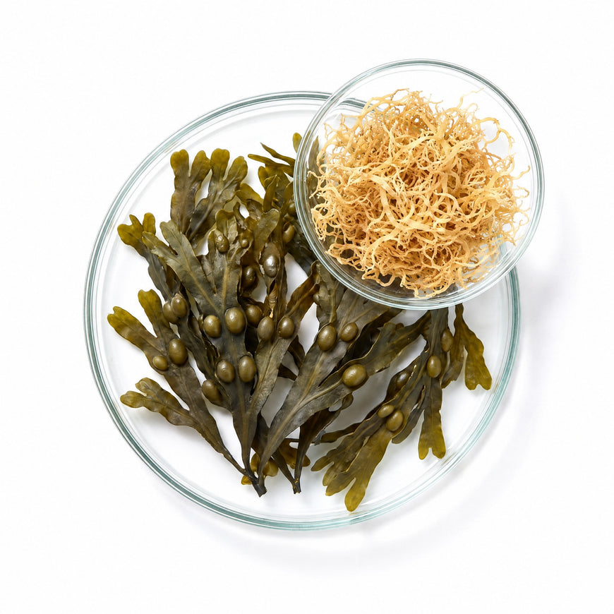 Dried bladderwrack seaweed and Irish moss in glass dishes