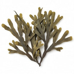 Bladderwrack