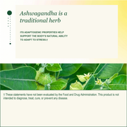 Ashwagandha Gummies - Stress, Focus and Sleep Support - 1500mg Equivalent Per Serving - 60 Vegan Gummies in 4 Flavors image 7