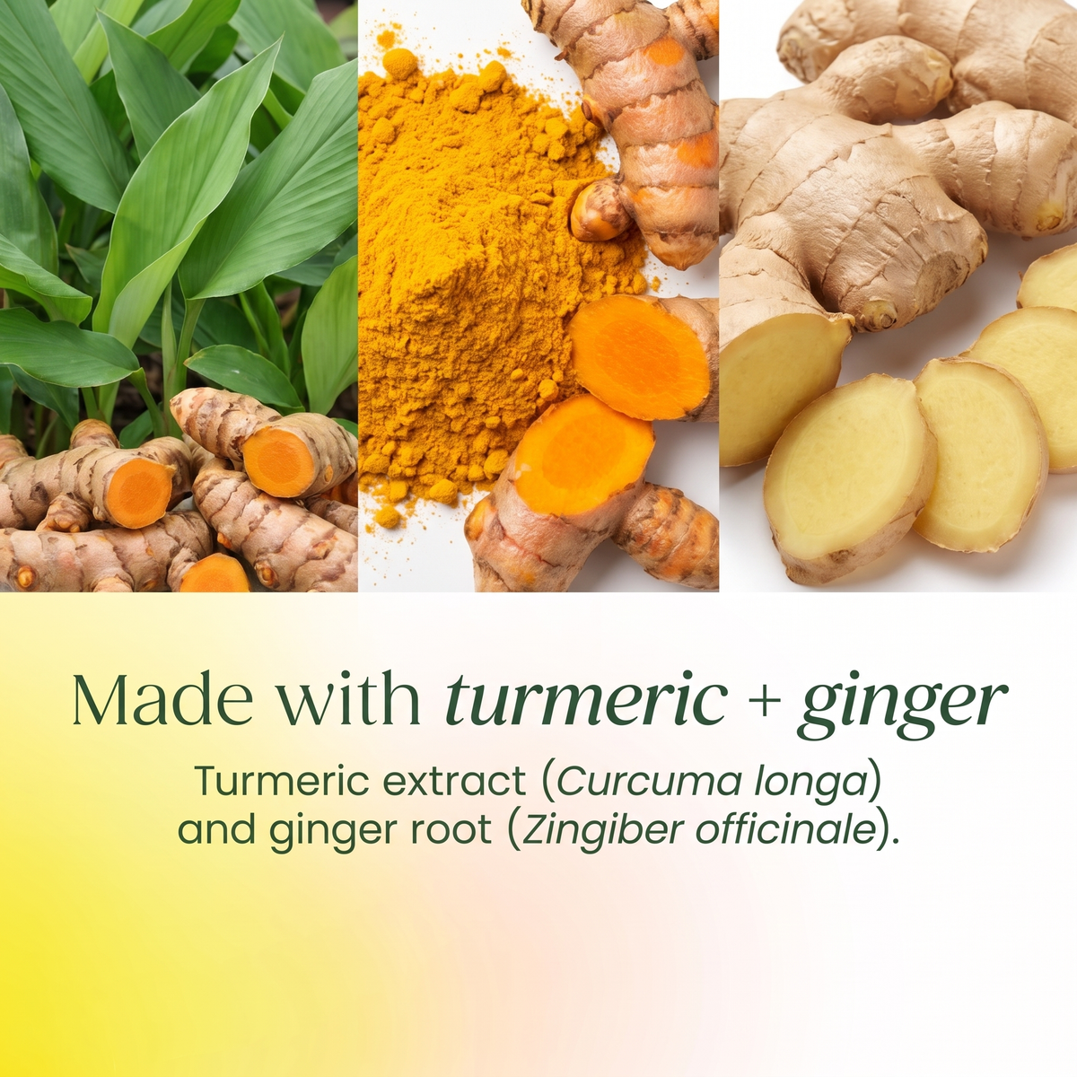 Turmeric Gummies v4 - Reference Slot 10 Turmeric and Ginger Ingredients