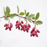 Barberries