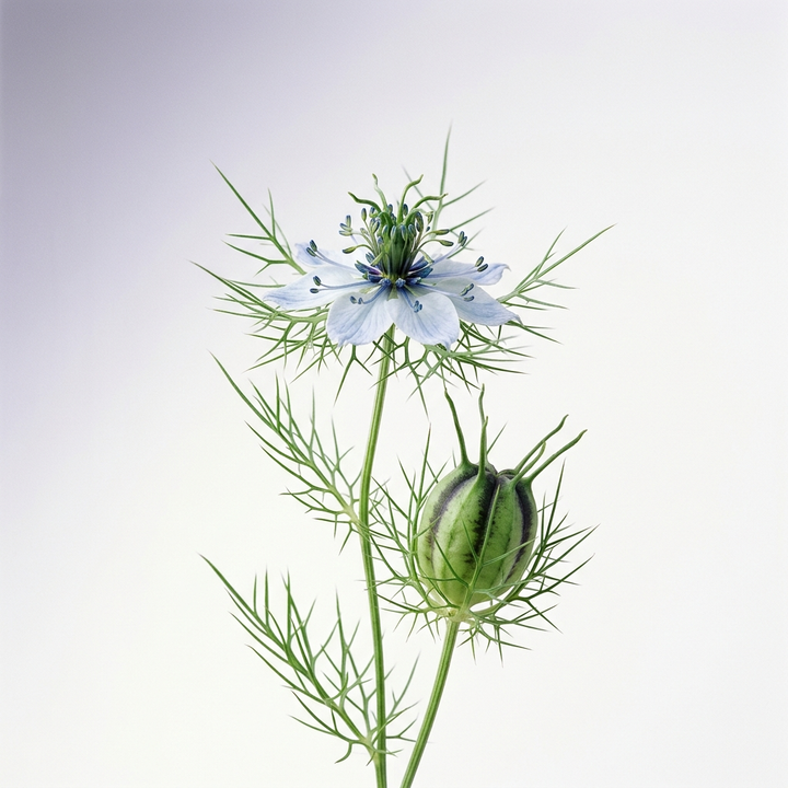 Nigella sativa flower with feathery foliage and seed pod