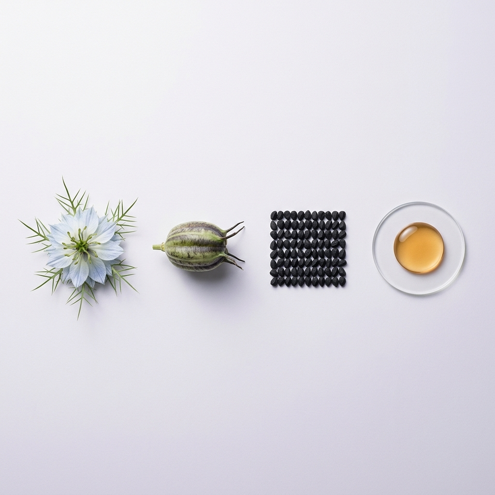 Nigella flower, seed pod, seeds and oil droplet laid out in a precise row