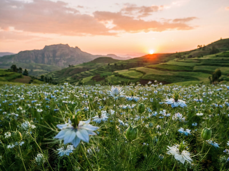Black seed plants in bloom on farmland at sunset