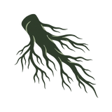 The Studied Root Extract