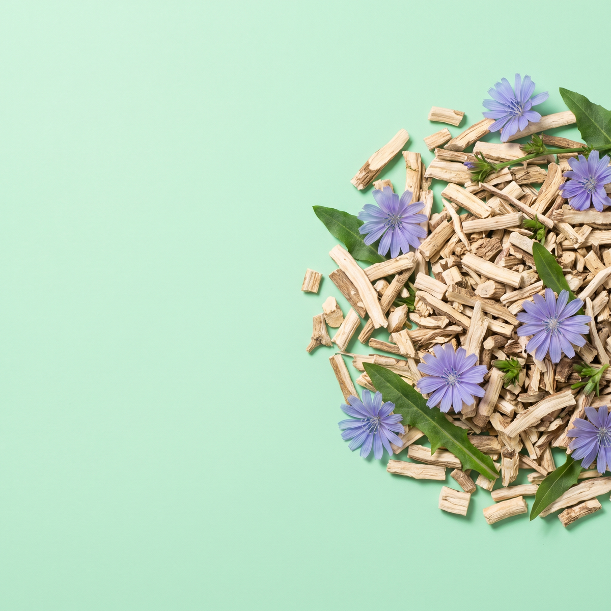 Chicory root pieces with blue chicory flowers
