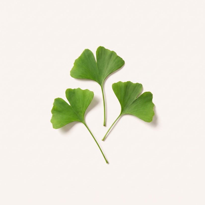Ginkgo Biloba
