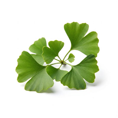 Ginkgo Biloba