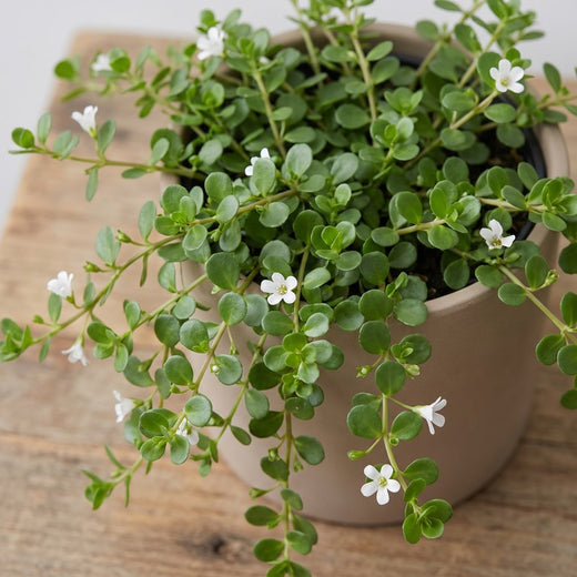 Bacopa (Brahmi)