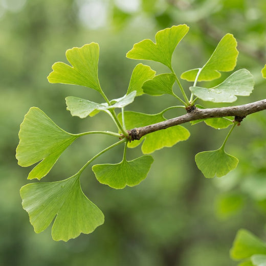 Ginkgo Biloba