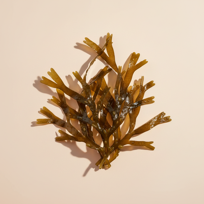 Bladderwrack