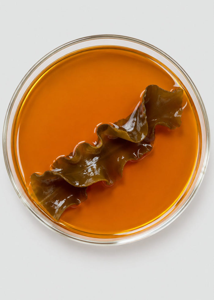 Fucoxanthin Extract