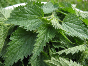 Stinging Nettle