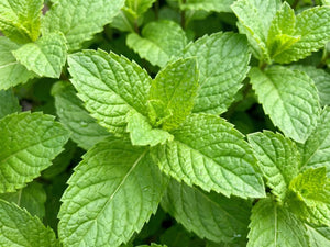 Spearmint