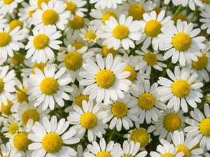 Chamomile