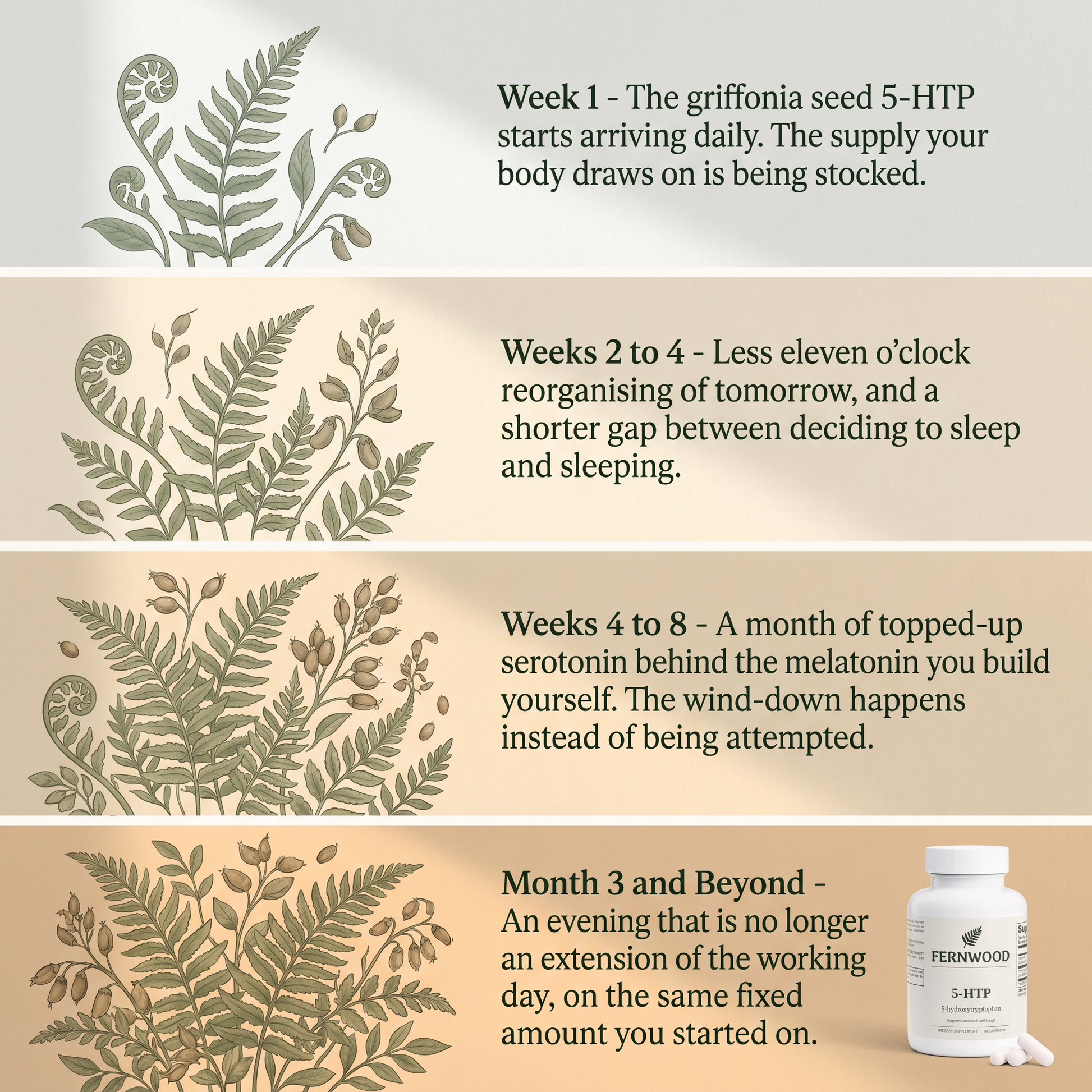 FERNWOOD 5-HTP four-stage timeline: week 1, weeks 2 to 4, weeks 4 to 8, month 3 and beyond - timeline-v1