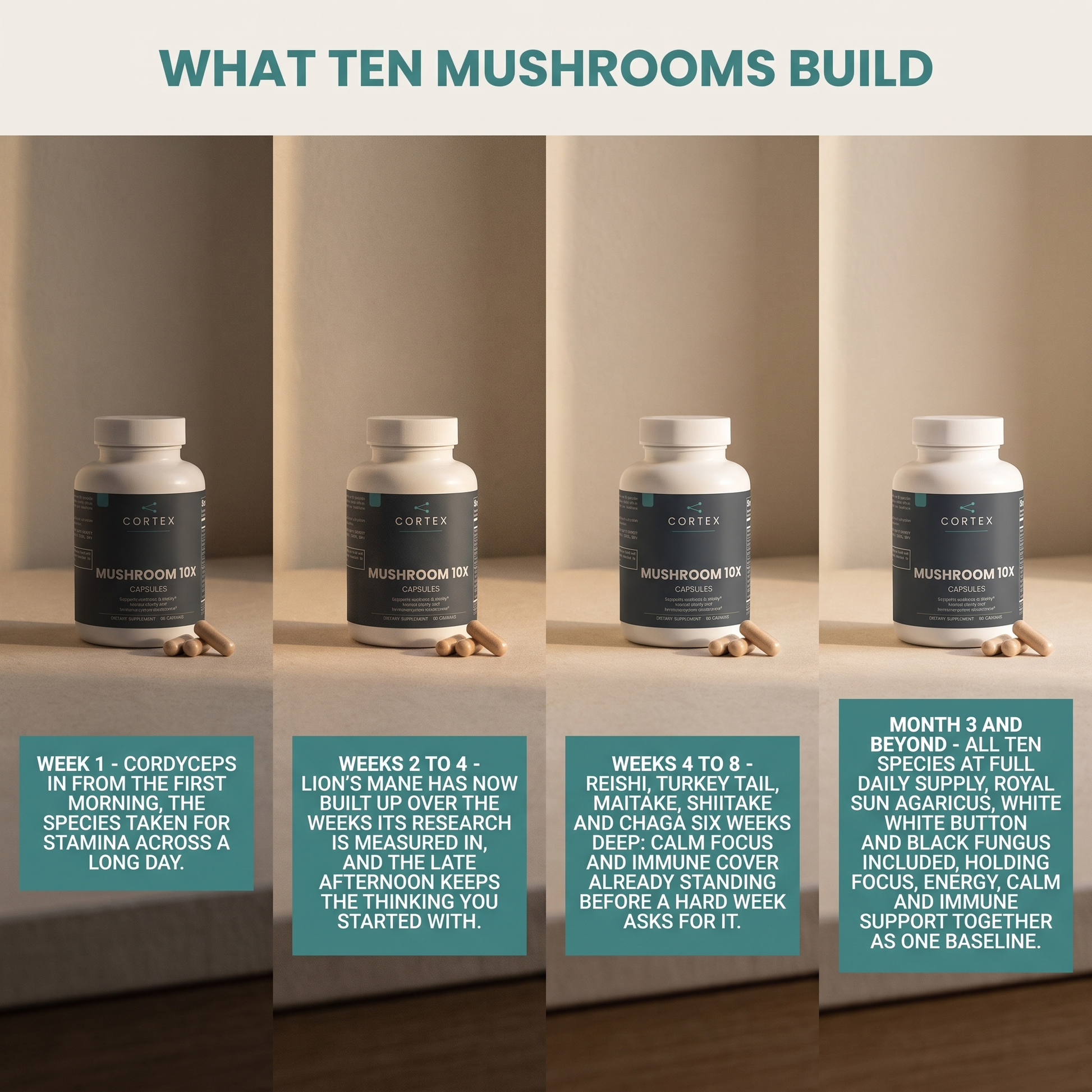 What ten mushrooms build - CORTEX Mushroom Complex 10 X stage by stage