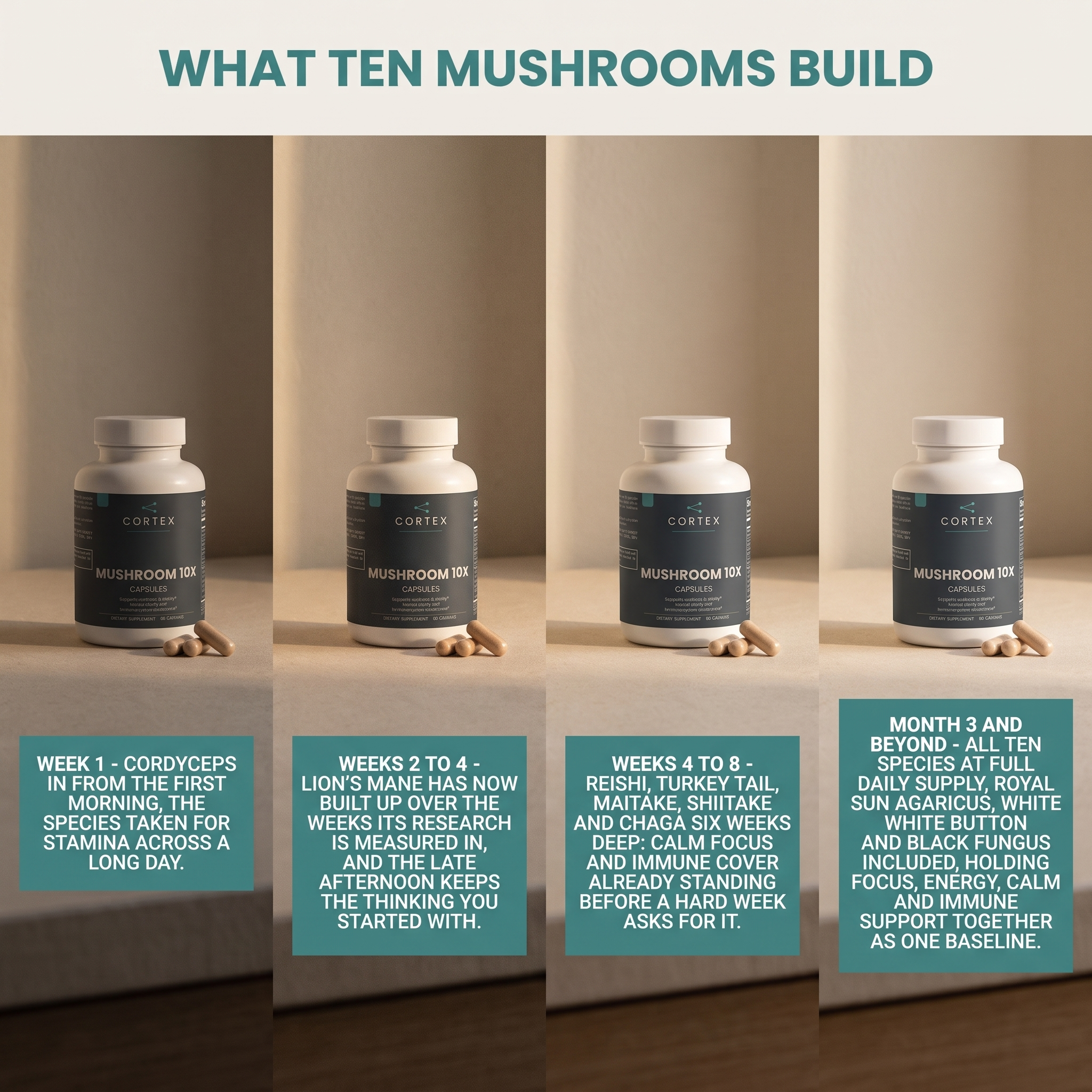 What ten mushrooms build - CORTEX Mushroom Complex 10 X stage by stage