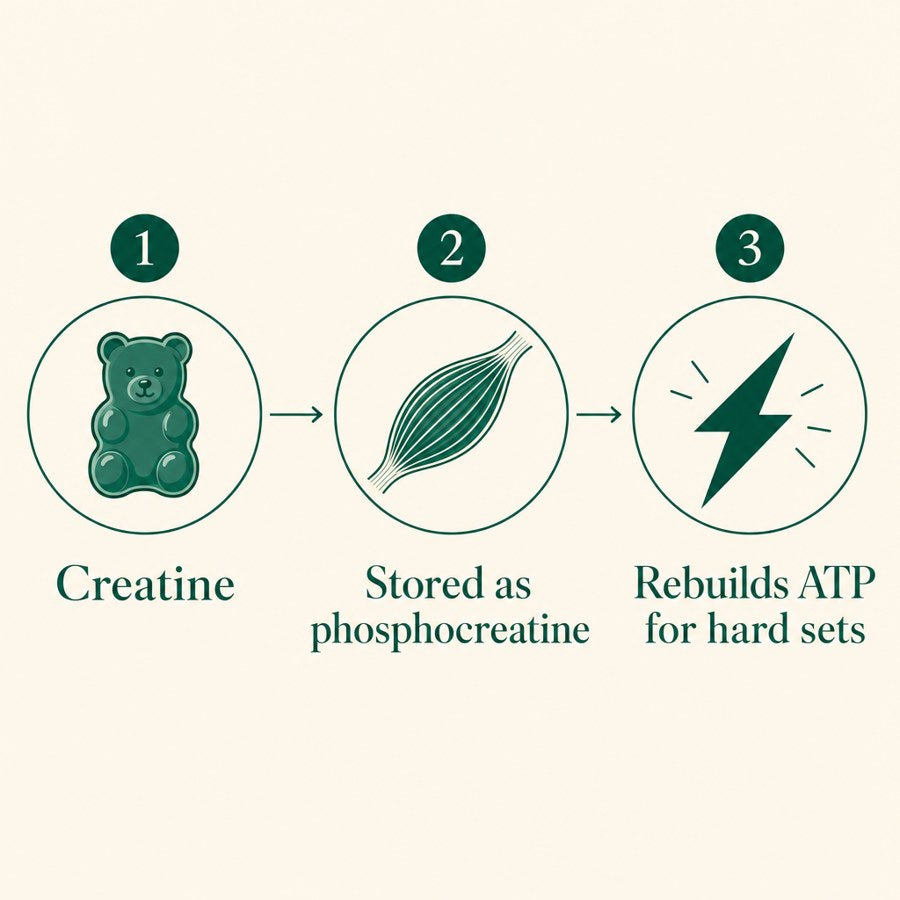 Illustration: creatine is stored in your muscles as phosphocreatine