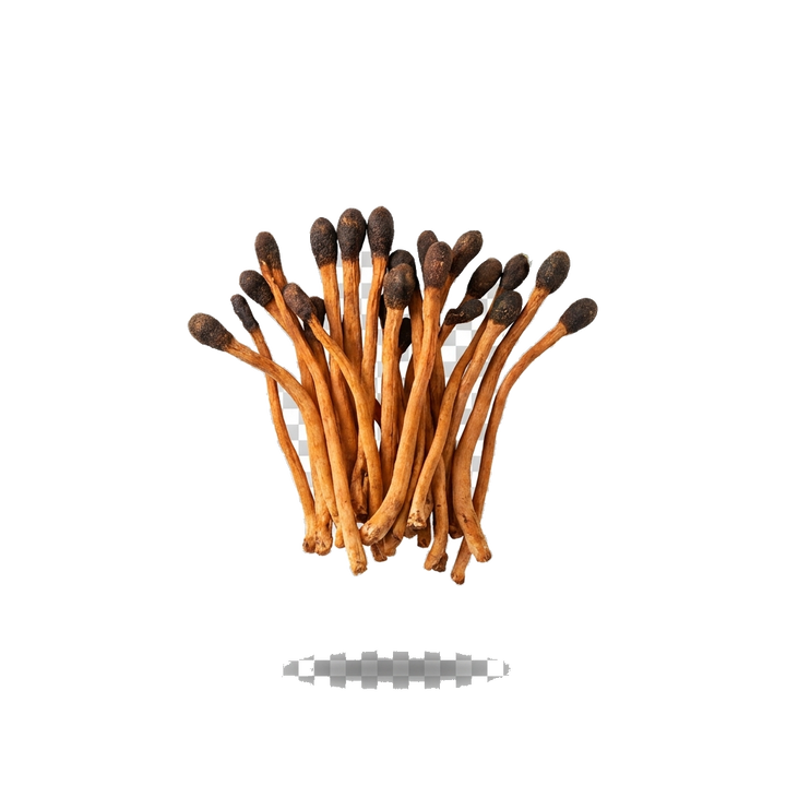Cordyceps