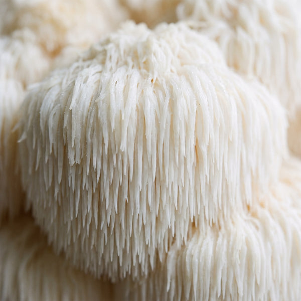 Lion's Mane · 5mg