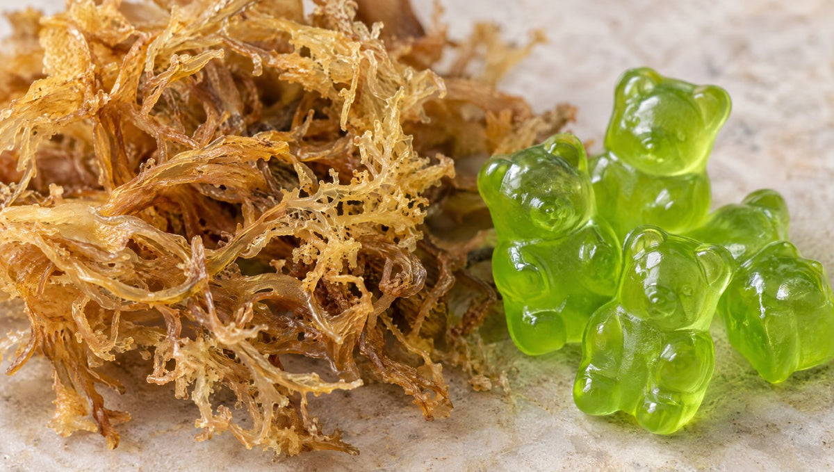 Close-up of dried sea moss and green gummy bears