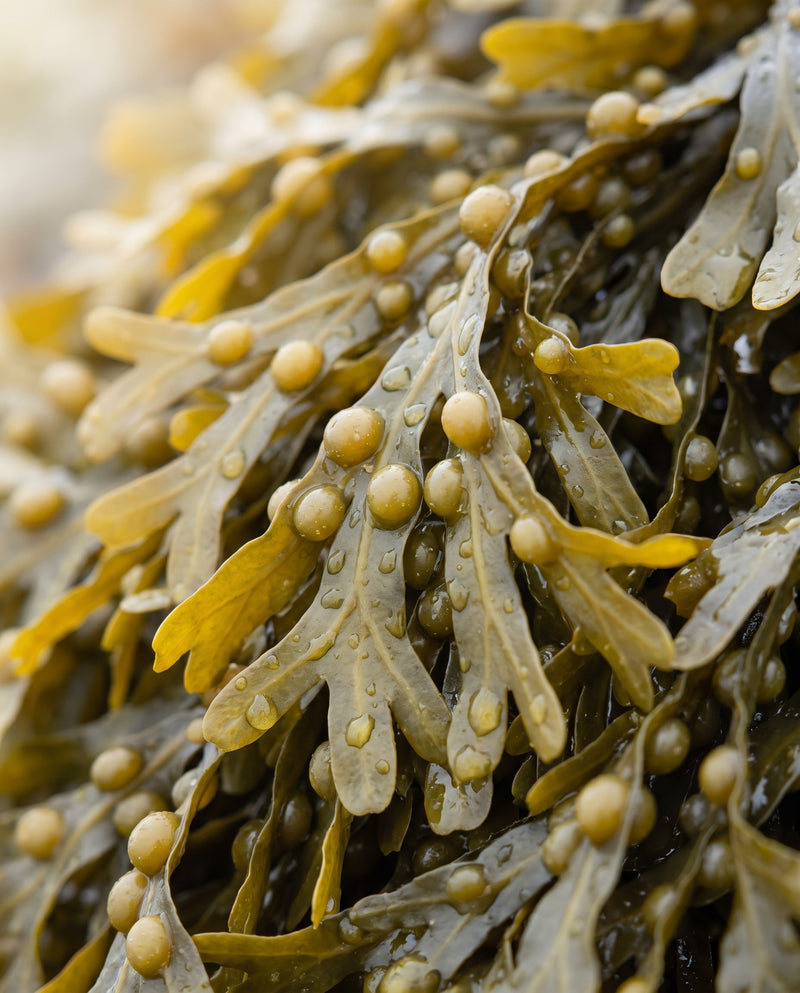 Bladderwrack