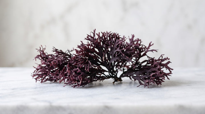 Dried Irish sea moss