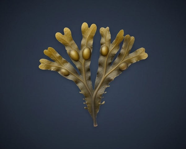 Bladderwrack