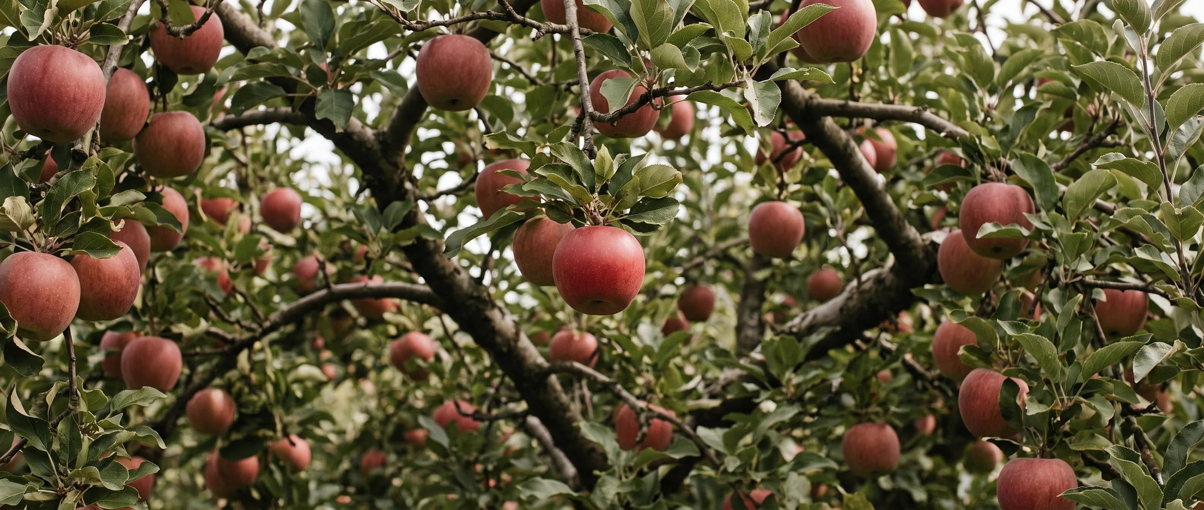 A wide orchard of organic apple trees in morning light